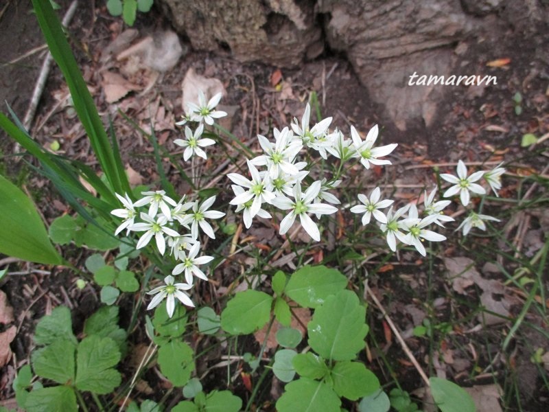 Ллойдия трёхцветковая (Lloydia triflora, =Ornithogalum triflorum, =Gagea triflora)