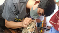 Puluhan Kucing Ikut Disuntik Vaksin