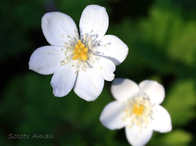 Anemone flaccida