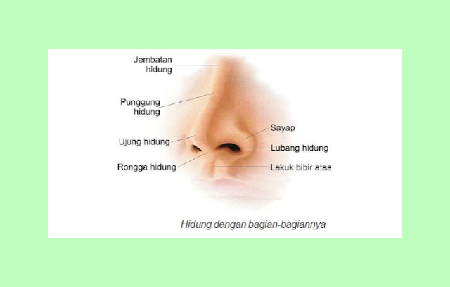 Bagian Luar Hidung, Fungsi Bagian Hidung