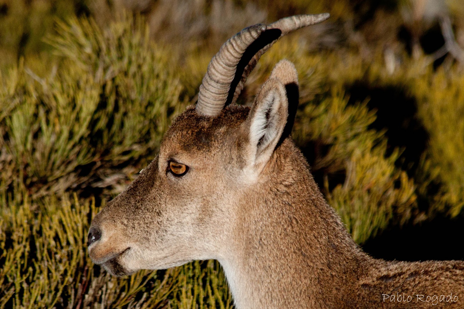 Herbívoros, carnívoros y omnívoros Didactalia: material  - imagenes de animales carnivoros y herbivoros