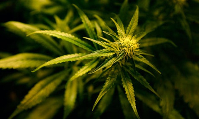 cannabis-used as medicine