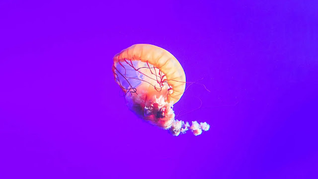 Jellyfish