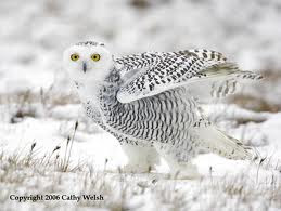 snowy owl