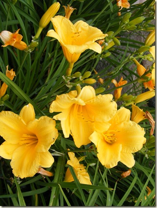 DSCF8244