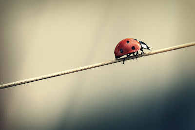 lady bug