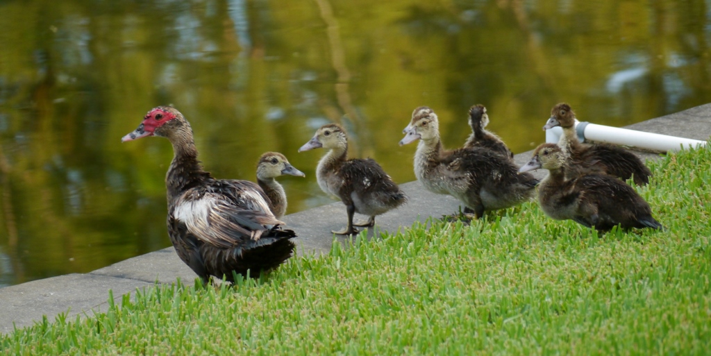 canards canards