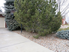 pines and junipers in yard