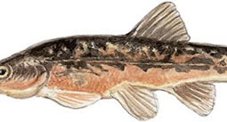 Blacknose Dace (Rhinichthys atratulus)