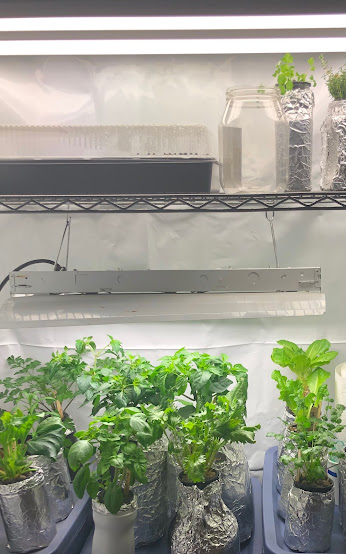 The interior of my hydroponic garden. Fluorescent tubes are attached to the top and middle shelves. The top shelf houses seedling trays and the middle shelf houses herbs and greens growing in jars.