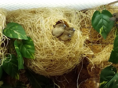 Closeup of small finch-like birds in a spherical shelter.