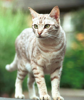 rahasia-mata-kucing