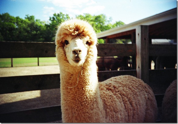 A is for Alpaca by nick benson photography