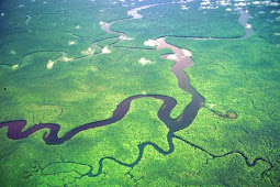 Masyarakat Adat Asmat Dalam Pengenalan Jenis Tanaman Merbau 