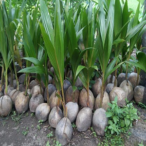 bibit pohon kelapa pandan produk asli Jakarta Timur