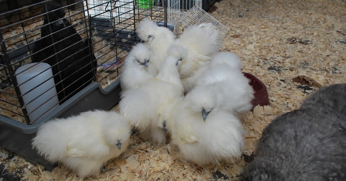 Murano Chicken Farm: A funny thing happened in my breeding pens
