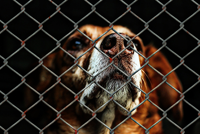 Piden rescatar a perros callejeros y entrenarlos para labores de asistencia