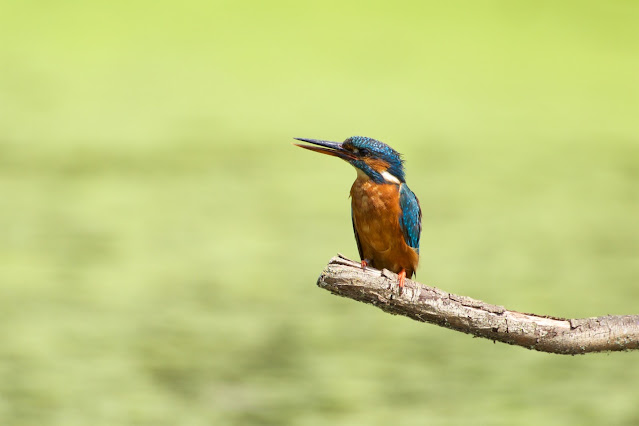 RSPB Rye Meads - Common Kingfisher छोटा किलकिला, राम चिरैया, शरीफन, निता मछराला  (Alcedo atthis)