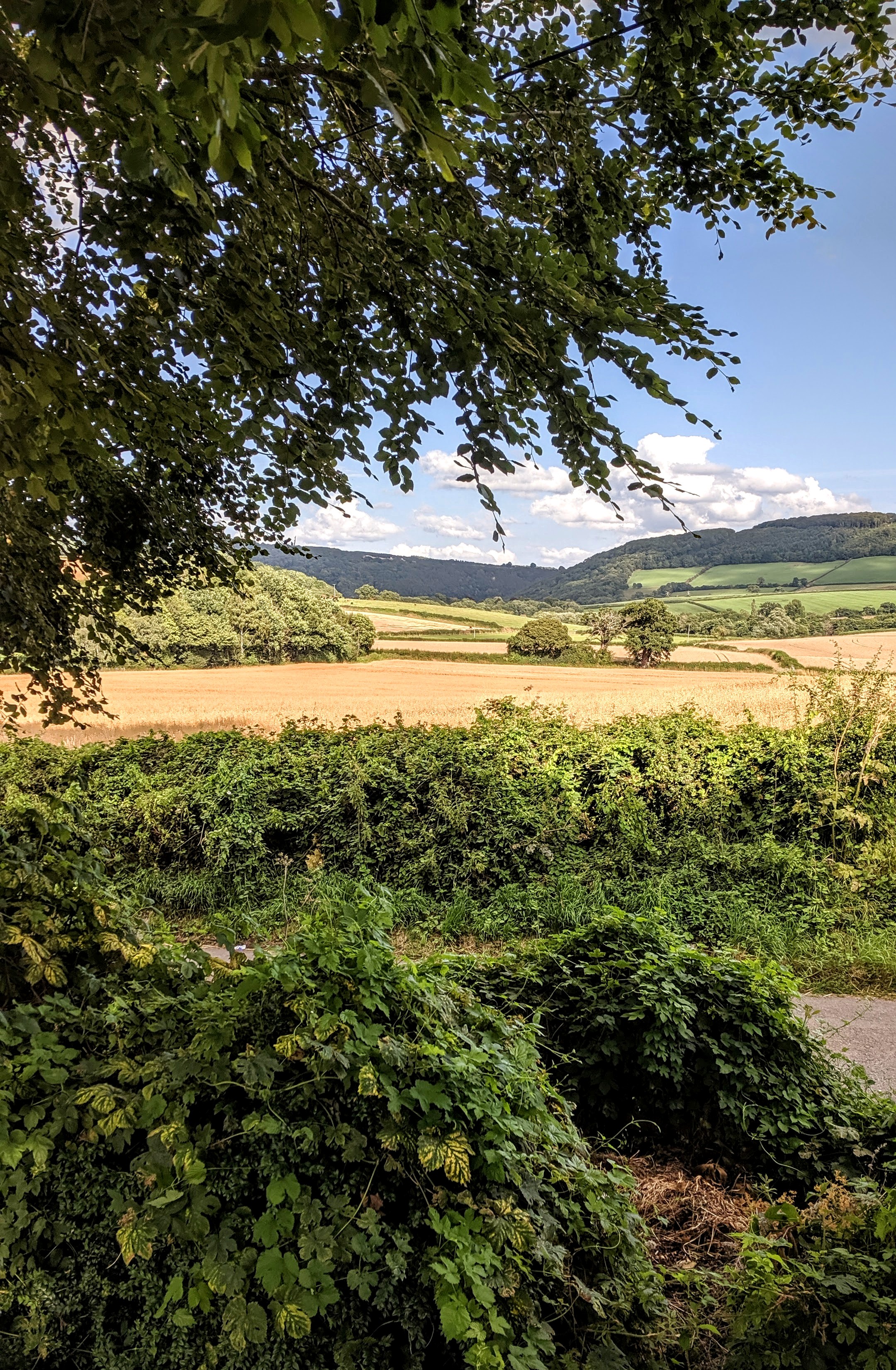 Monmouth summer fields view