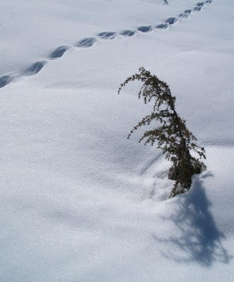 Piccolo pino in mezzo alla neve