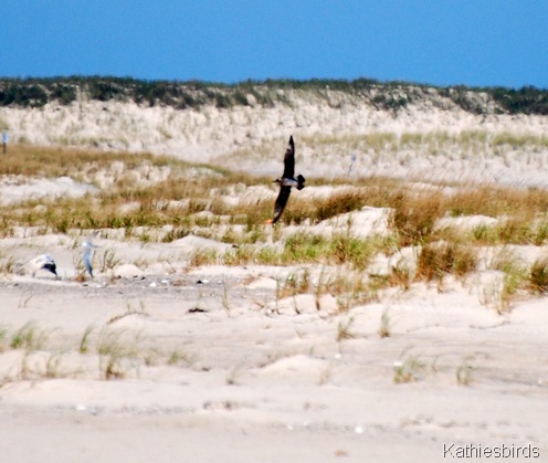 2.jaeger in pursuit-kab