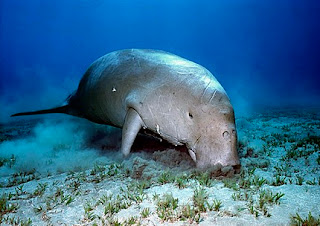 steller's sea cow