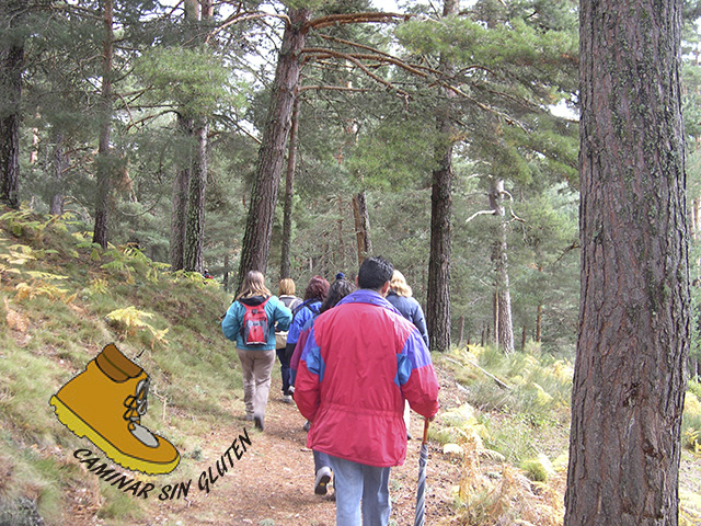 Caminando por el pinar de Navarredonda de Gredos