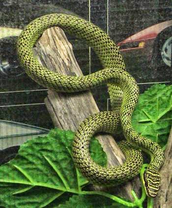 ivanildosantos foto  ular naga