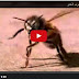 بالفيديو معجزة النحل في تطبيق حدود الله على من يشرب الخمر عندهم