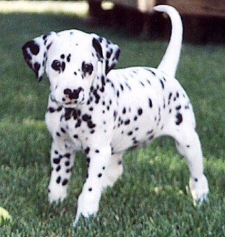 Dalmatian Dog Breed Images Dog Pictures Online