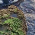Νεκρό δελφίνι στα βράχια της Πειραϊκής! [photos]