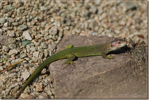 SONY DSC