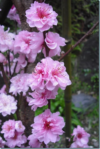 DSCF0313