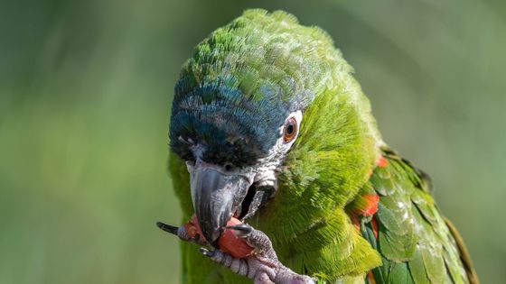 Hahn's Macaw