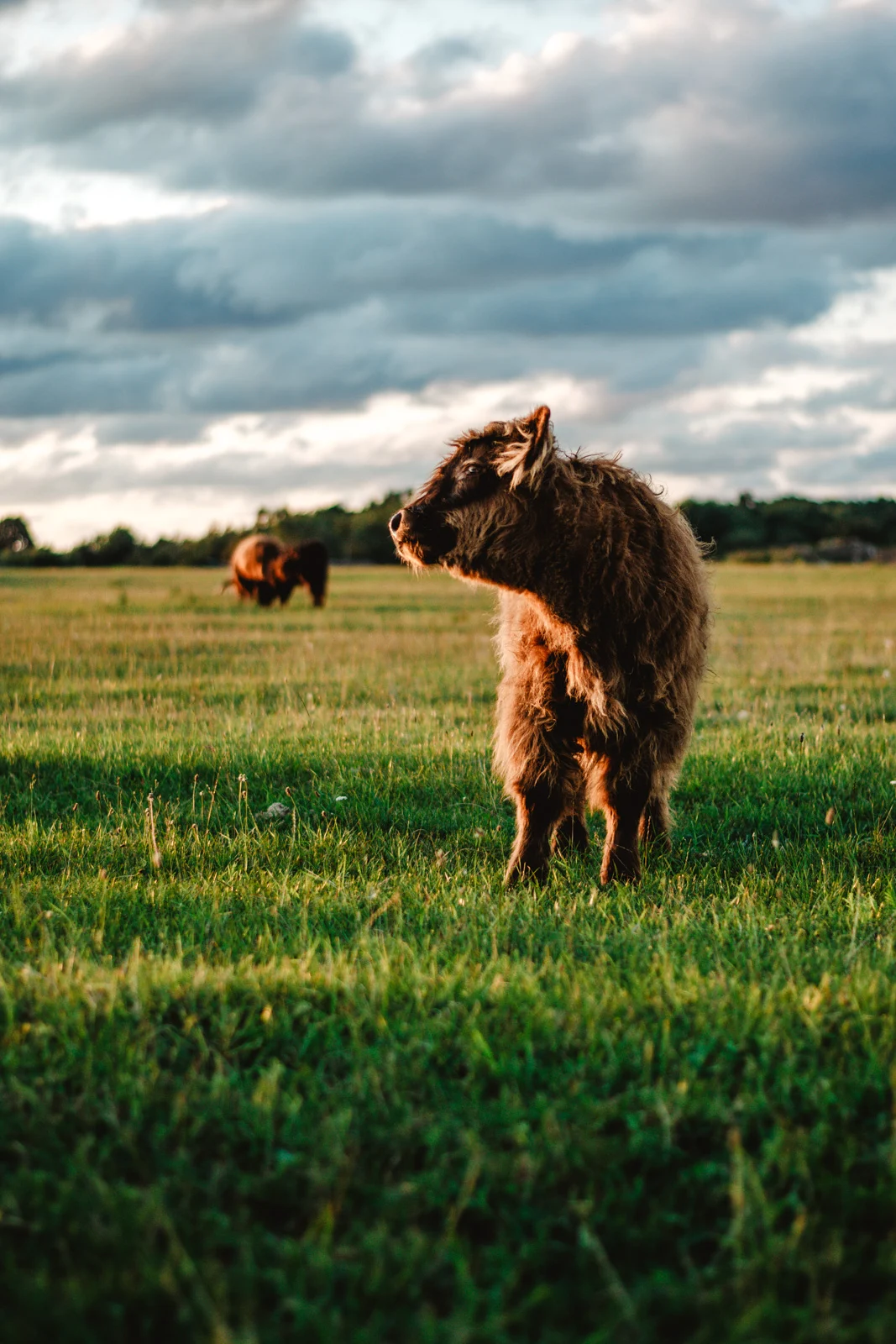 Szkockie krowy w Polsce. Highland Cattle. Brązowe krowy. Gdynia.