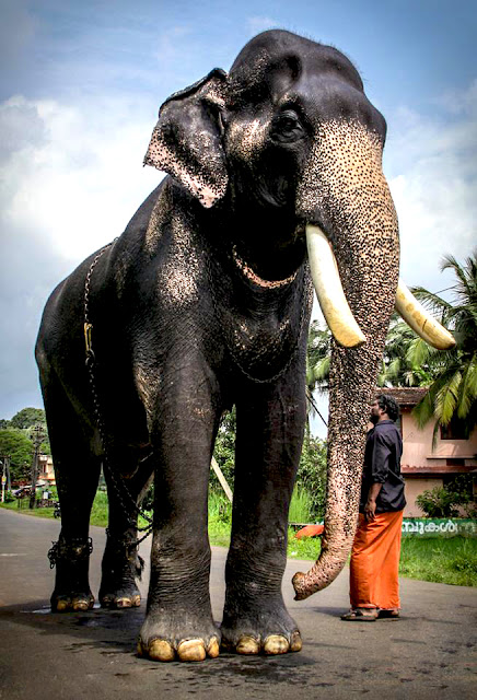 Mangalamkunnu Karnan pics