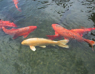 Koi