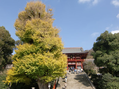 鶴岡八幡宮の大銀杏