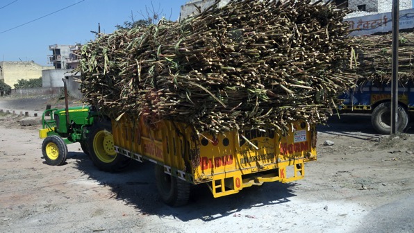 Sugar Cane 1