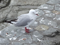 Red-billed gull on a rocky edge. From the amount of guano, it seems like a favorite hangout spot for the birds. Kaikoura Peninsula, NZ - by Denise Motard