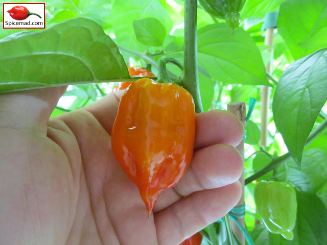 Red Mayan Habanero - 4th September 2018