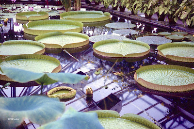 Victoria water-lilies in botanical garden in Berlin