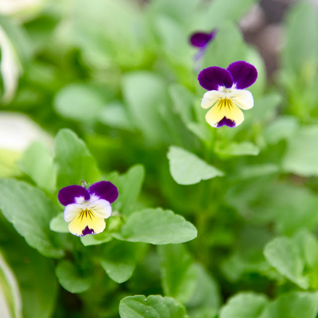 Purple and yellow violas in my garden