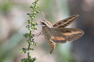 mariposa-esfinge-rayada-o-de-la-vid-Hyles-livornica-