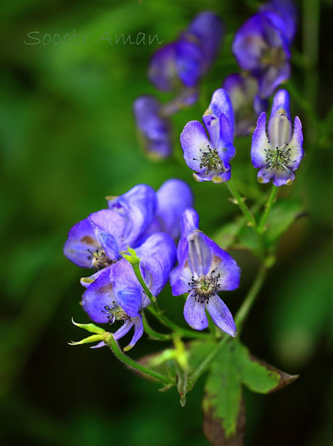 Aconitum japonicum