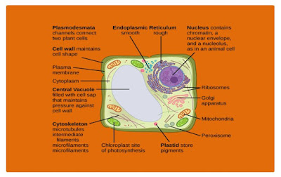 Macam Macam Organel Sel Tumbuhan dan Fungsinya