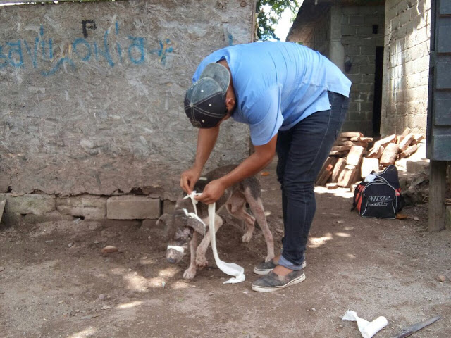  Curan a “Plomo” el perro herido por el sismo en Juchitán