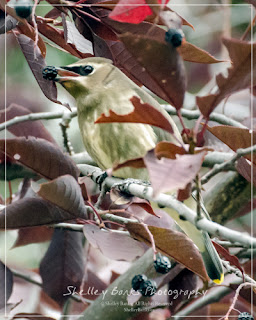 Juvenile Cedar Waxwing. Copyright © Shelley Banks, all rights reserved. 