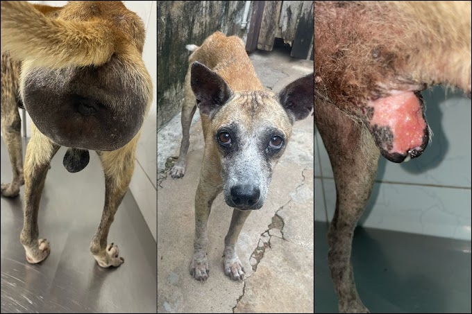 Protetora de Parnaíba resgata cão em estado grave e busca ajuda para salvá-lo