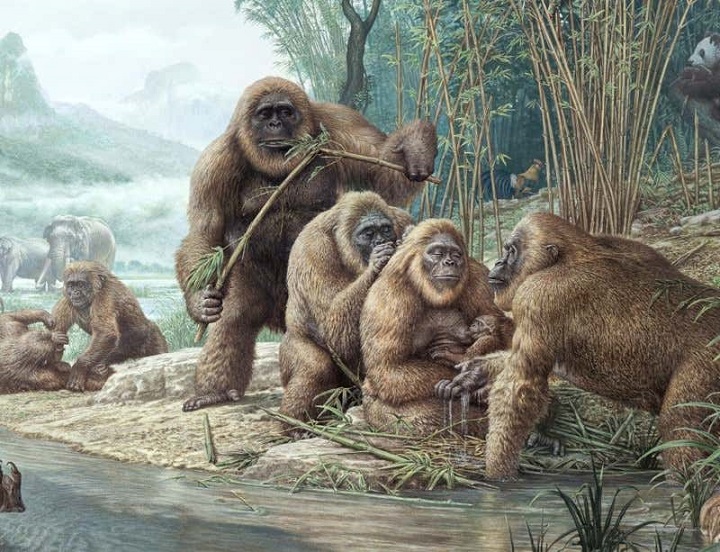  Apa sih Gigantopithecus itu, dan Kapan Mereka Ada di Bumi?